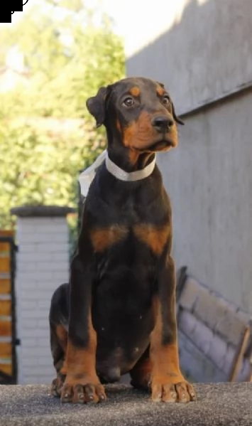 dobermann cuccioli in vendita | Foto 2