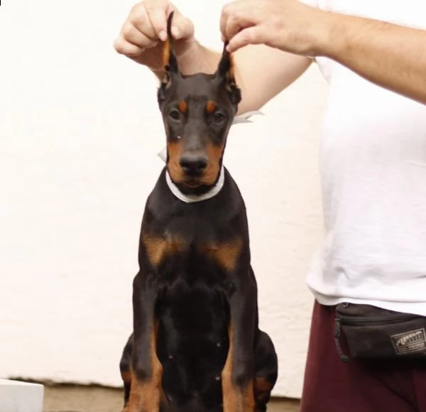 dobermann cuccioli in vendita