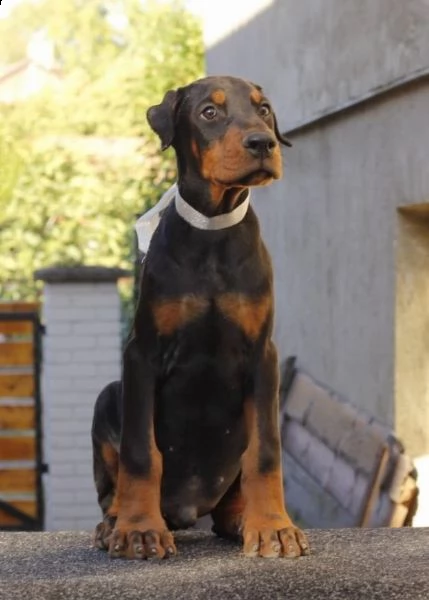 dobermann cuccioli in vendita | Foto 1