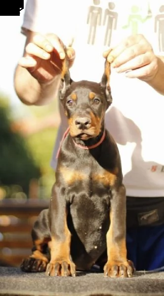 dobermann cuccioli in vendita | Foto 0