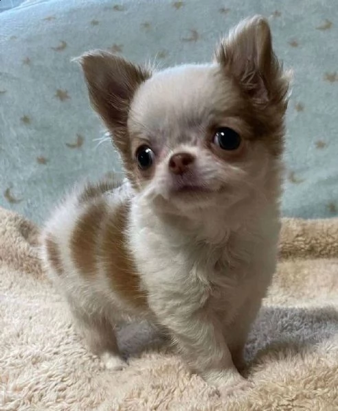 disponibili cuccioli di chihuahua maschi e femmine.