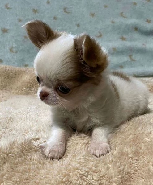 disponibili cuccioli di chihuahua maschi e femmine. | Foto 0