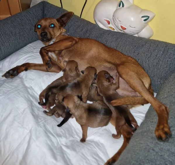 cinque cuccioli meticci pinscher | Foto 5