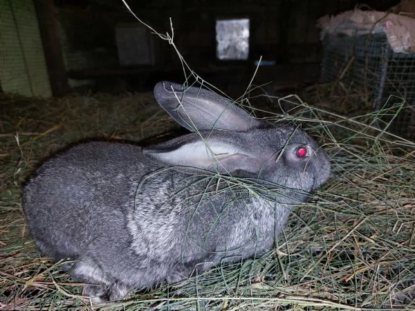 Conigli grigi di Carmagnola e californiani