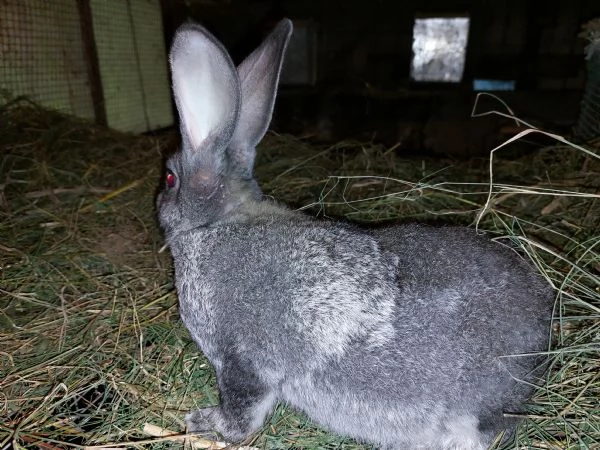Conigli grigi di Carmagnola e californiani | Foto 0