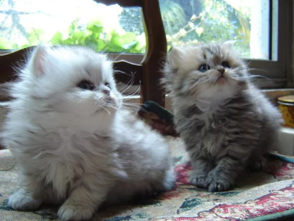  fantastici gattini di persiano