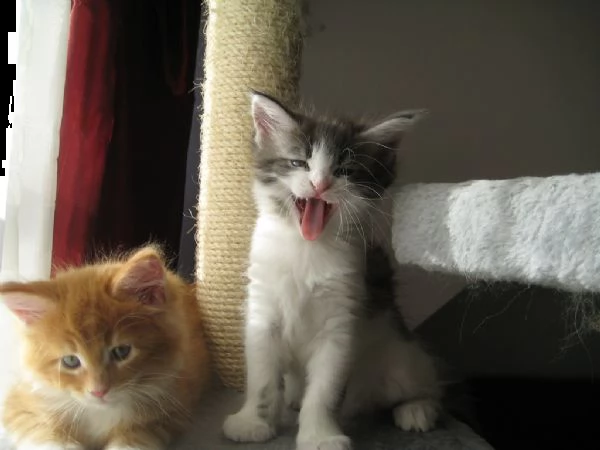  maine coon cuccioli  | Foto 0