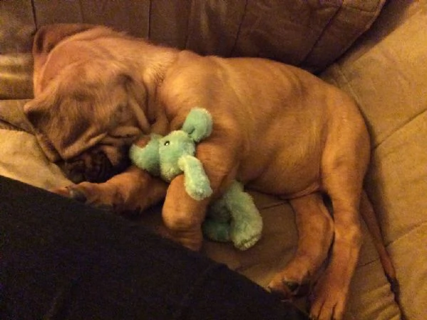 disponibili cuccioli bloodhound | Foto 0