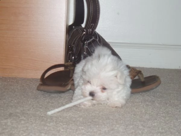 disponibili cuccioli di maltese toy | Foto 0