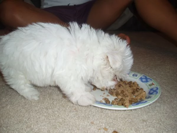 disponibili cuccioli di maltese toy