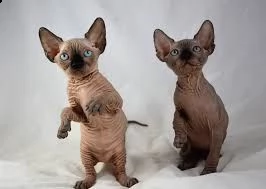 stupendo gattini sphynx 