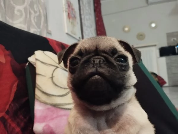 carlino maschio 4 mesi in adozione da volontaria rinuncia di proprietà per motivi familiari 