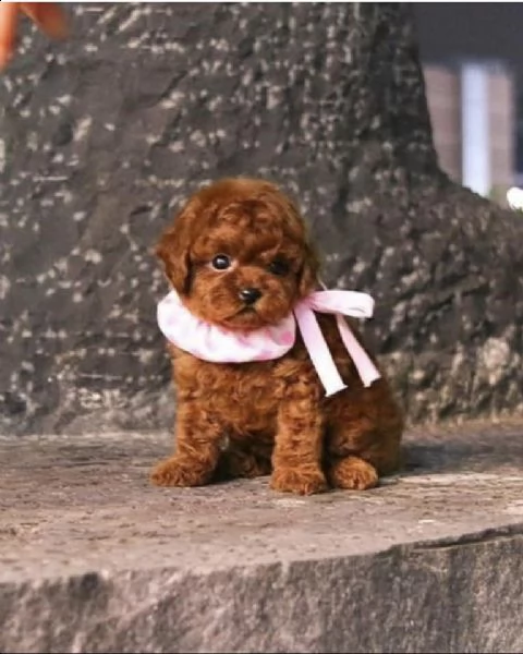 due cuccioli di barboncina toy ! | Foto 0