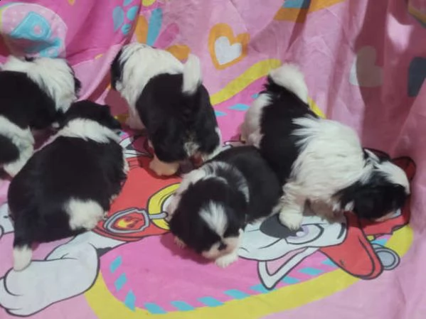 cuccioli di shitzu | Foto 3