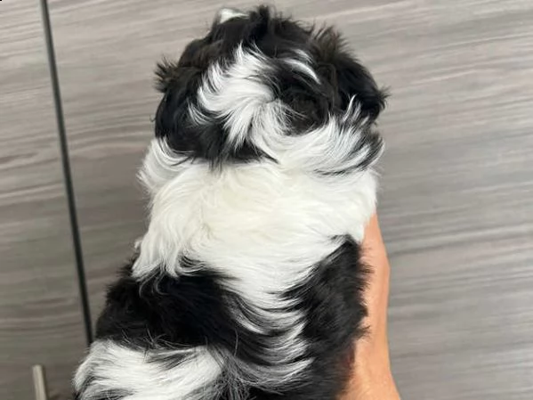 cuccioli di shitzu | Foto 1