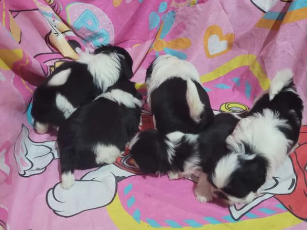 cuccioli di shitzu | Foto 0