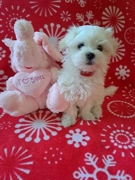 bellissimi cuccioli di MALTESE disponibili nati e svezzati