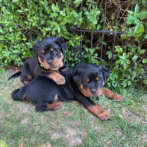 cuccioli di rottweiler alta geneologia | Foto 6