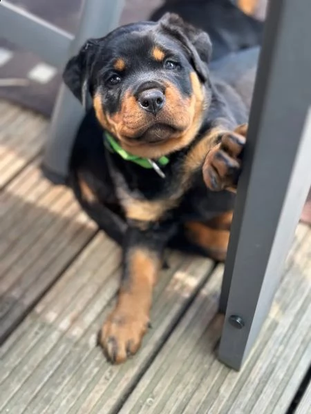 cuccioli di rottweiler alta geneologia | Foto 4