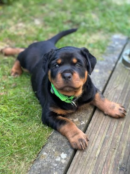 cuccioli di rottweiler alta geneologia | Foto 3