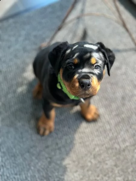 cuccioli di rottweiler alta geneologia | Foto 1