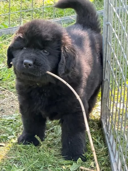 cuccioli terranova maschio e femmina | Foto 3