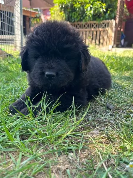cuccioli terranova maschio e femmina | Foto 2