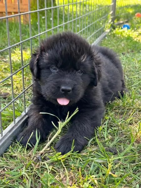 cuccioli terranova maschio e femmina | Foto 1
