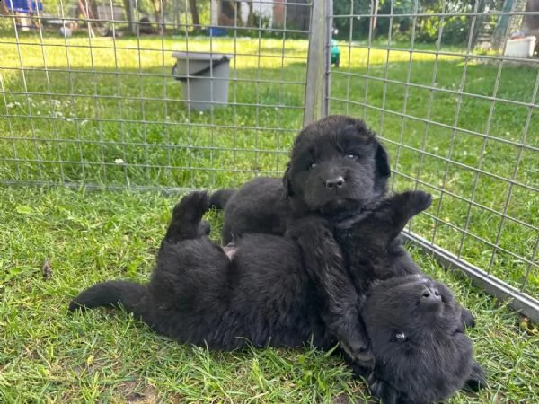 cuccioli terranova maschio e femmina