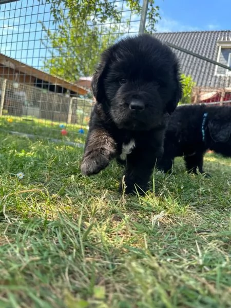 cuccioli terranova maschio e femmina | Foto 0