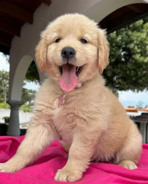cuccioli di golden retriever con pedigree- | Foto 2