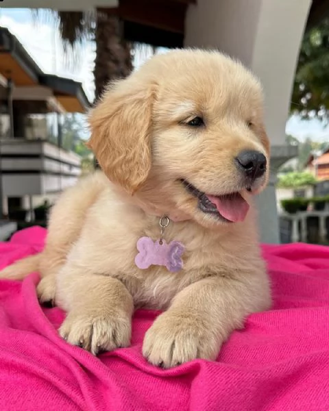 cuccioli di golden retriever con pedigree- | Foto 1