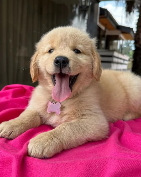 cuccioli di golden retriever con pedigree- | Foto 0