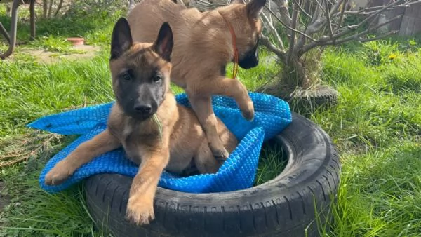 disponibili cuccioli di pastore belga con pedigree | Foto 2