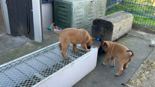 disponibili cuccioli di pastore belga con pedigree | Foto 0