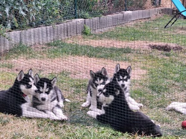 siberian husky occhi color ghiaccio stupendi