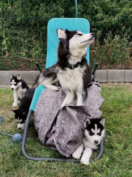 siberian husky occhi color ghiaccio stupendi | Foto 3