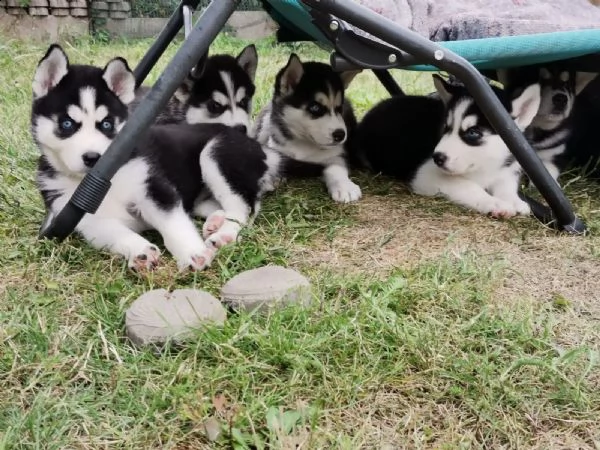 siberian husky occhi color ghiaccio stupendi | Foto 2