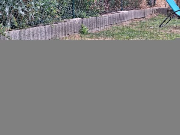 siberian husky occhi color ghiaccio stupendi | Foto 1