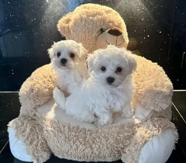 Disponibile Ulrimi cucciolo di maltese maschioe femmina | Foto 1