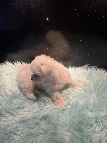 Disponibile Ulrimi cucciolo di maltese maschioe femmina | Foto 0
