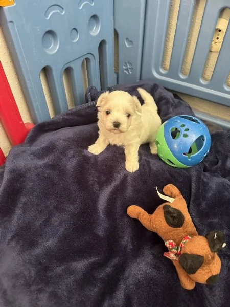Bellissimi cuccioli intelligenti della tazza da tÃ¨ (maschio e femmina) disponibili.... | Foto 3