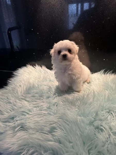 Bellissimi cuccioli intelligenti della tazza da tÃ¨ (maschio e femmina) disponibili....