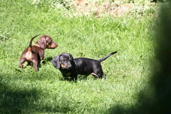 MERAVIGLIOSI CUCCIOLI DI BASSOTTO NANO | Foto 0