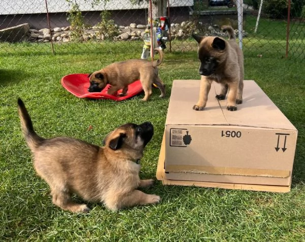 CUCCIOLI DI PASTORE BELGA MALINOIS | Foto 1