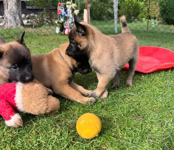 CUCCIOLI DI PASTORE BELGA MALINOIS | Foto 0