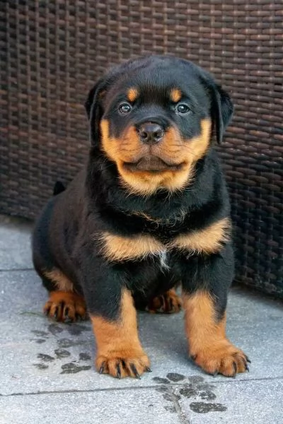 Meravigliosa di 3 rottweiler 2 maschi e 1 femmine con pedigree enci | Foto 2