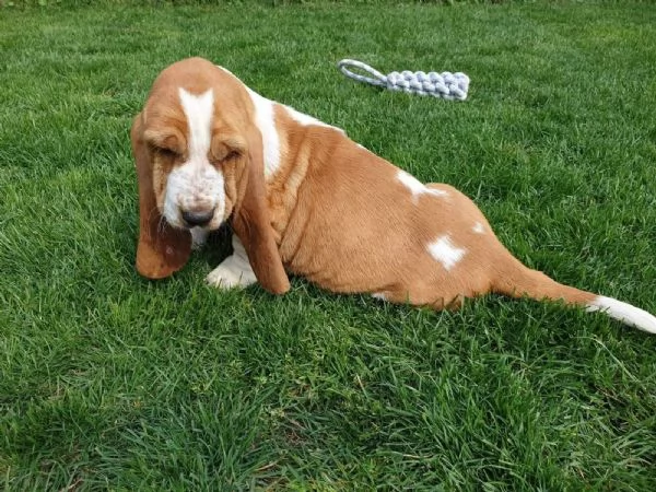 SPLENDIDI CUCCIOLI DI BASSETHOUND | Foto 2