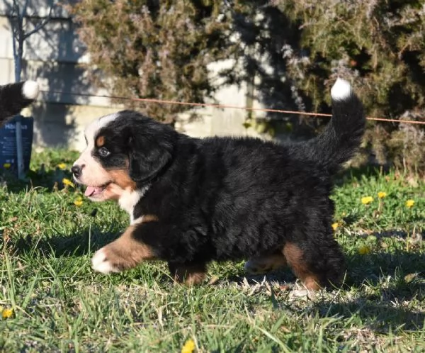 Cuccioli di Bovaro del Bernese con pedigree | Foto 0