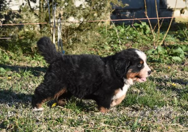 Meravigliosi cuccioli di Bovaro del Bernese | Foto 3